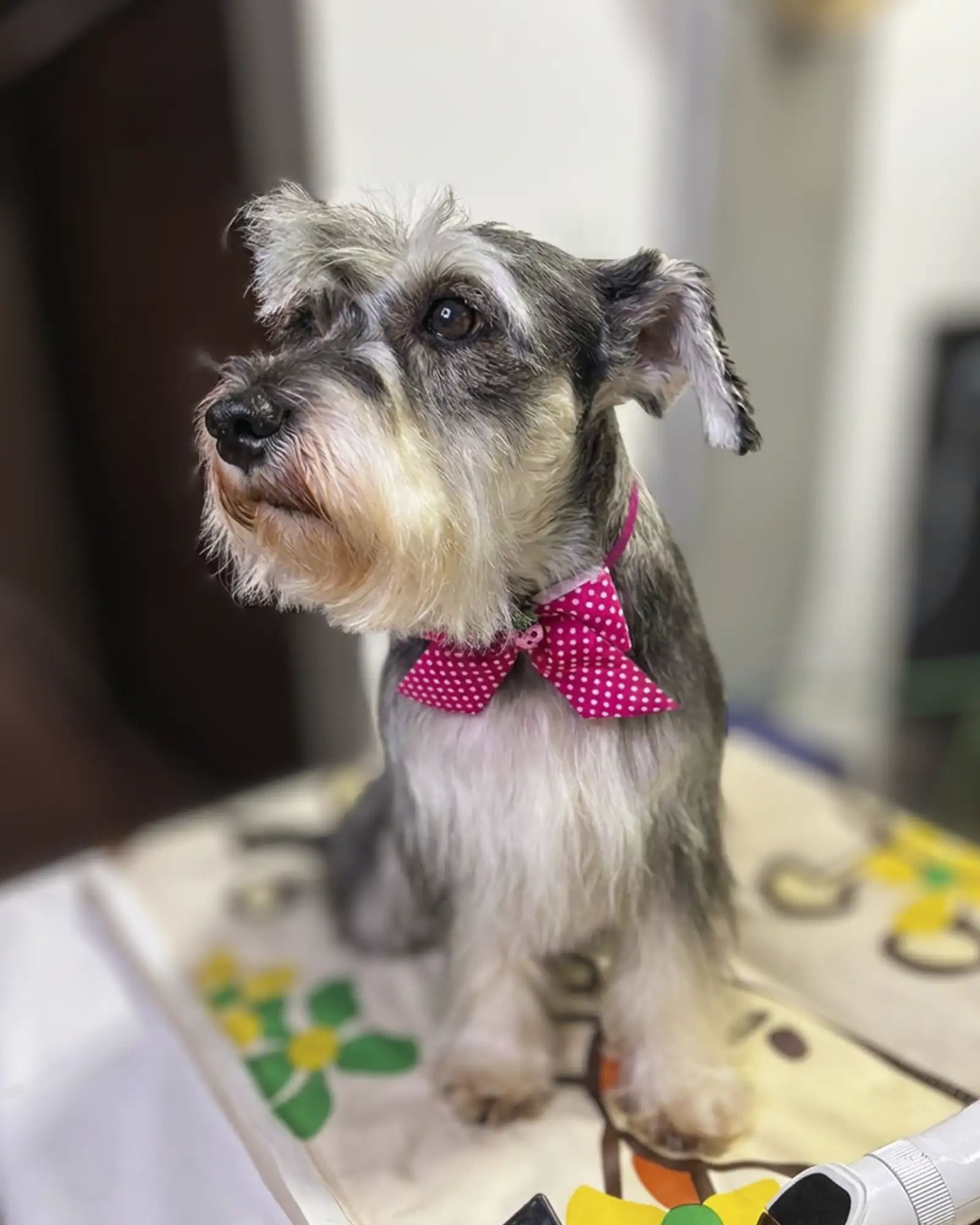 Amora, schnauzer da família, usando uma gravata rosa
