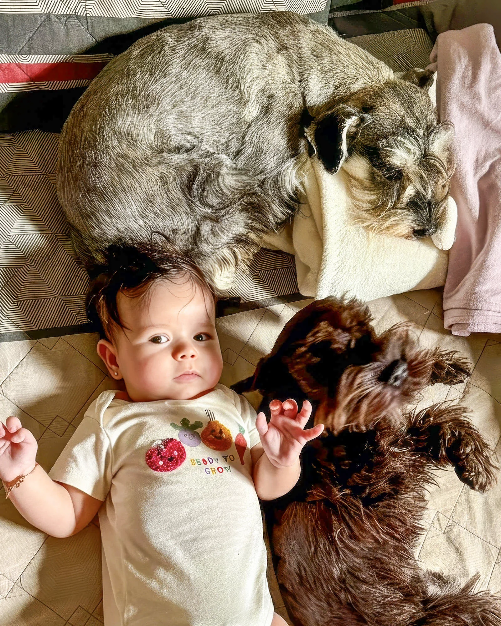 Elis bebê deitada cercada pelos animais da família
